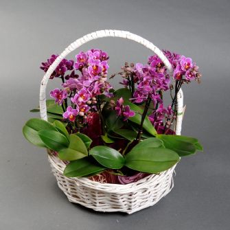 Phalaenopsis mini orchid in a basket