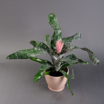 Ехмея в кашпо