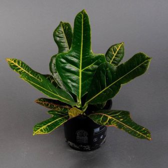 Кодіеум (Кротон)