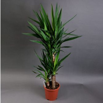 Yucca 60cm