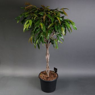 Ficus Amstel king