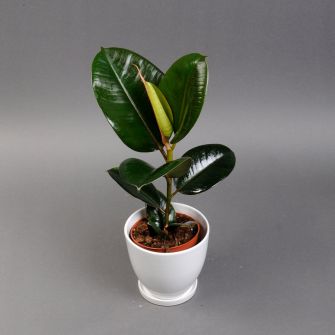 Ficus Robusta in pot