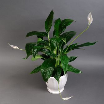 Спатифіллум в кашпо