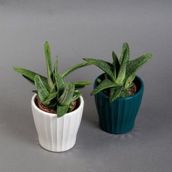 Haworthia 20cm in a pot