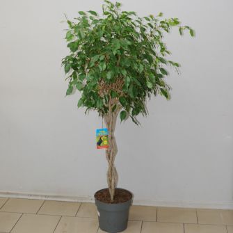 Фікус Exotika Gevlochten