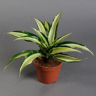 Драцена маленька