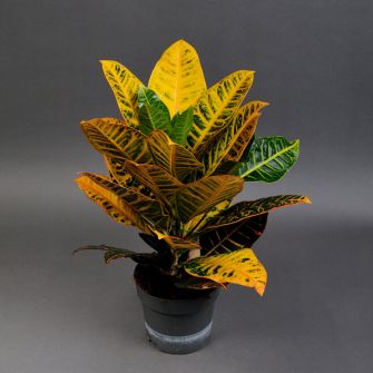 Кодіеум (Кротон) 55см