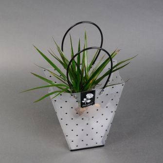 Драцена у подарунковому пакеті