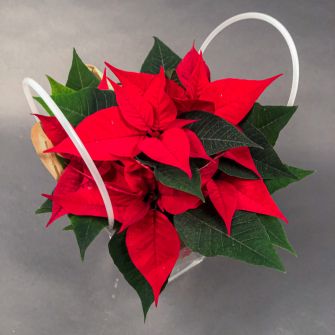 Пуансетія в подарунковій сумочці