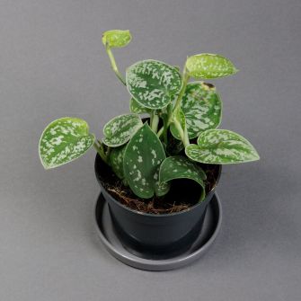 Сциндапсус