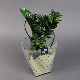 Заміокулькас  в у подарунковому пакеті