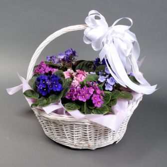 Фіалка в кошику