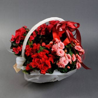 Бегонія у кошику