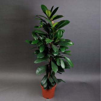 Ficus 120cm