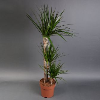 Dracaena Magenta