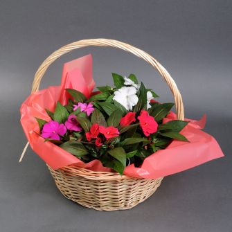 Бальзамін мікс у кошику