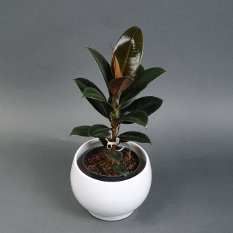 Ficus Melany
