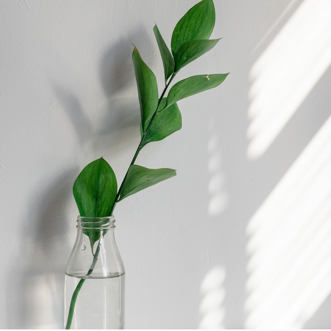 Догляд за букетом півонії: поради щодо продовження краси